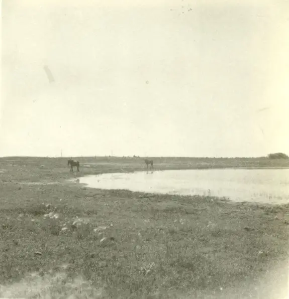 Horses by a slough on the Ira Gingerich place